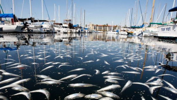 Нехороший знак: Учёные встревожены изменением цвета океанов по всему миру