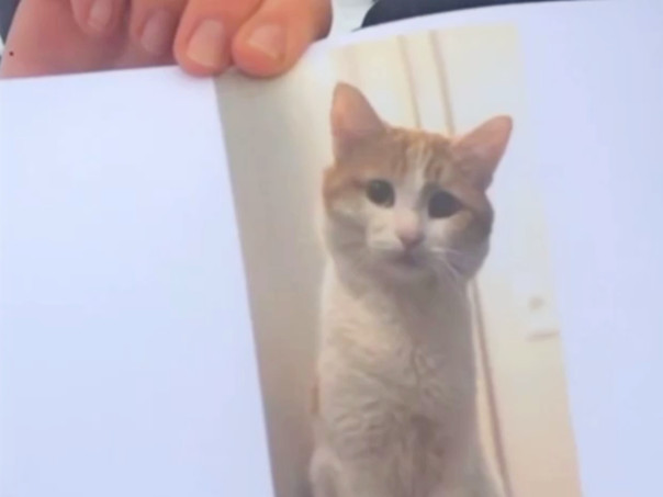 РЖД изменят правила перевозки животных после гибели кота Твикса