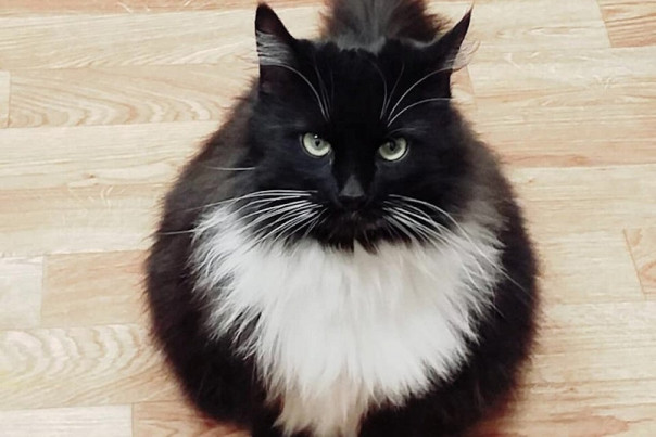 Живущего в библиотеке кота выгнали после жалобы пенсионера