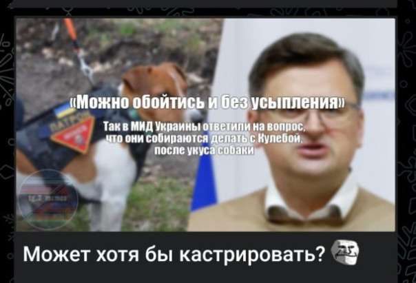 Главу МИД Украины во время прогулки укусила за ногу чужая собака