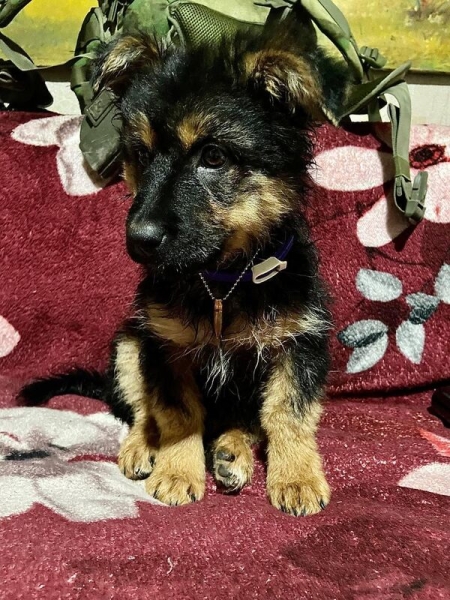 Разведчик Кастет о том, как наши солдаты прикрывают друг друга своими телами и выхаживают щенков