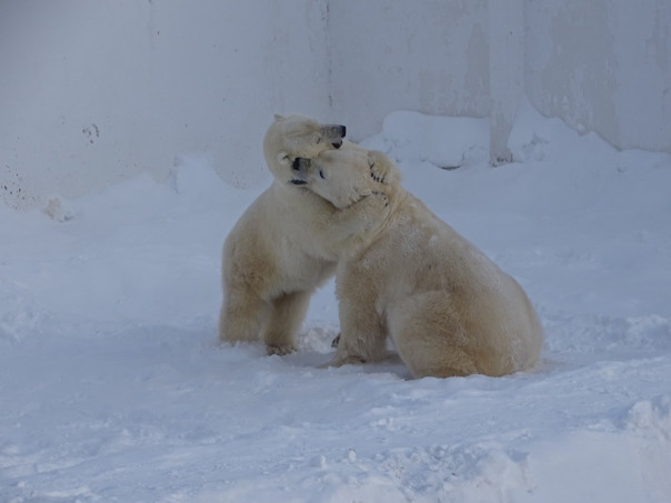 Секс рыб-барабанщиков мешает спать жителям Тампы