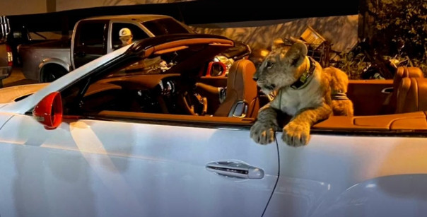 Секс рыб-барабанщиков мешает спать жителям Тампы