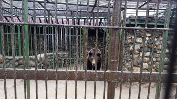 Живущий в российском кафе медведь убил человека