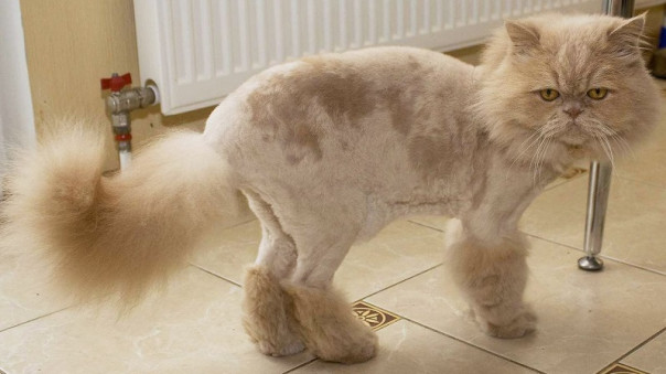 Я побрила кота