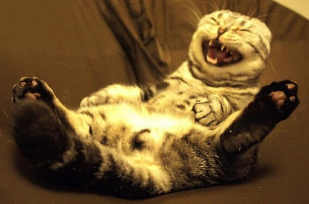 Я побрила кота