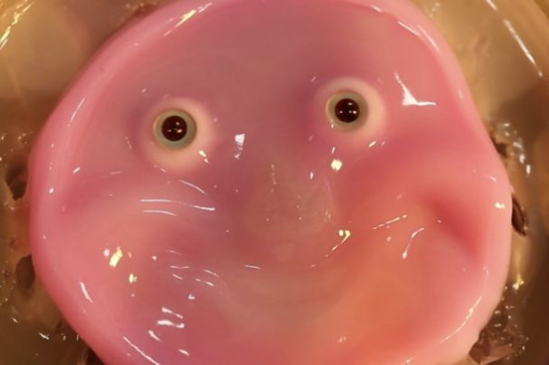 Здесь не на что смотреть, просто улыбающееся лицо робота, сделанное из живой человеческой плоти - видео