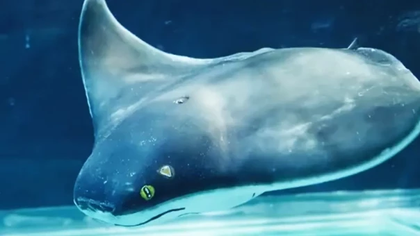 Подводные дьяволы: 5 новейших морских дронов, на которые делают ставку военные