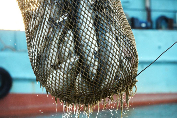 Пакеты на старте: ЕС разрабатывает новые антироссийские санкции