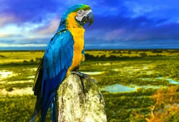 &laquo;А могли бы стать второй Бразилией&raquo; &ndash; в Киеве жалуются на аграрную модель экономики