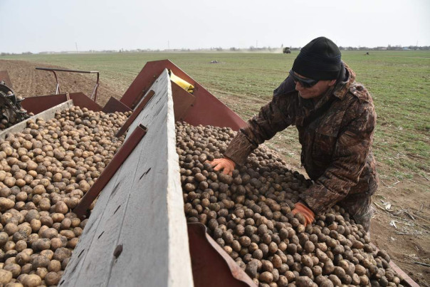 Храм НАТО на картошке: зачем Эстония строит сотни бункеров на границе с Россией