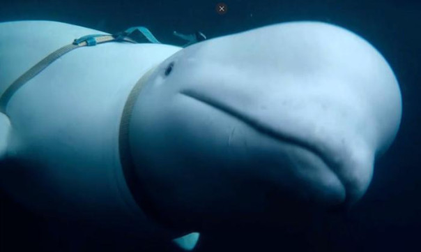 Великобритания: безумие шпиономании пробило очередное дно