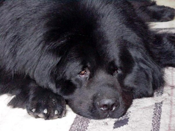 Решительно размежеваться (с) Александр Роджерс