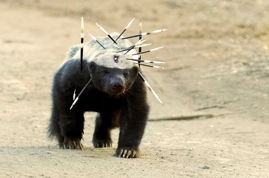 Решительно размежеваться (с) Александр Роджерс