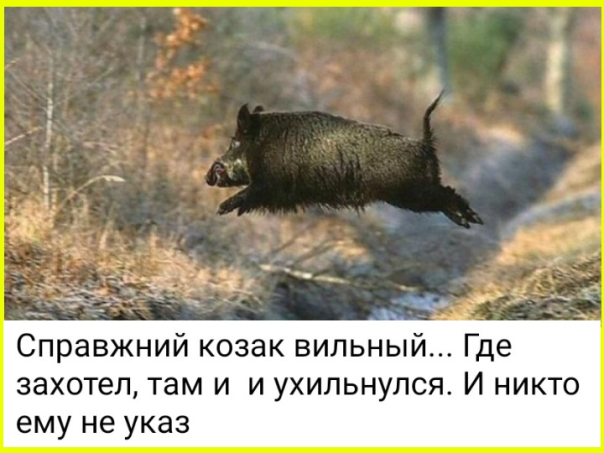 "Мыздобулы" в картинках. Смешных и не очень...25.05.2025