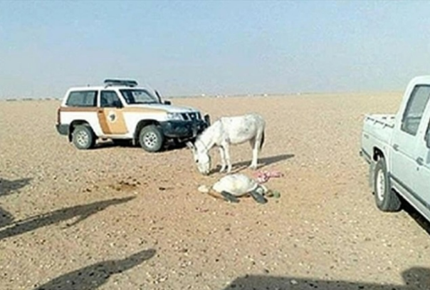 Азербайджанский судья погиб при попытке изнасиловать осла