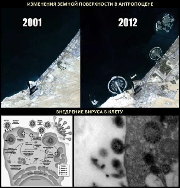 Человечество - это вирус: верно и неверно