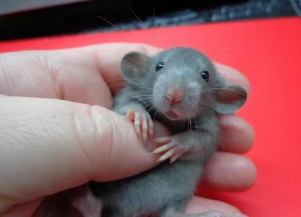 Природная  инженерия