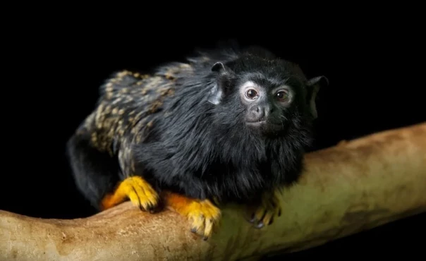 Природная  инженерия