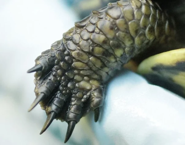 Природная  инженерия