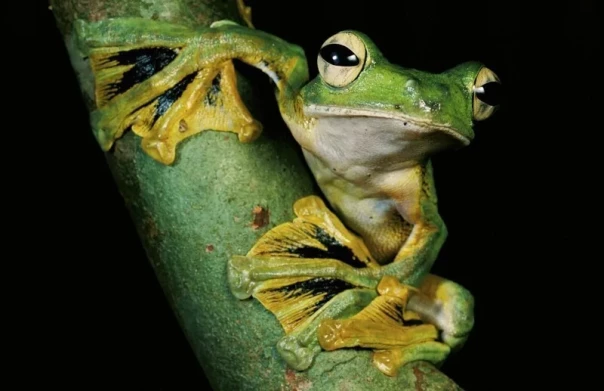 Природная  инженерия