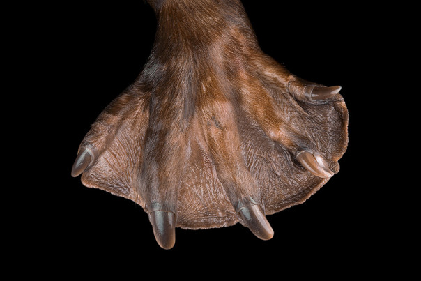 Природная  инженерия