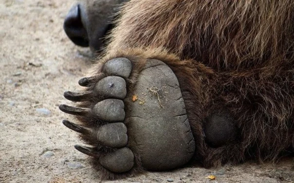 Природная  инженерия