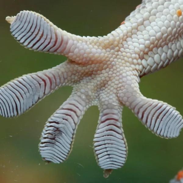 Природная  инженерия