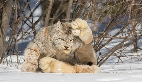 Природная  инженерия