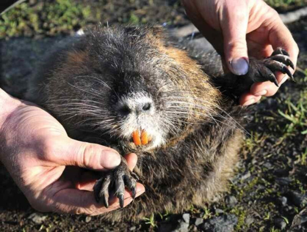 Природная  инженерия