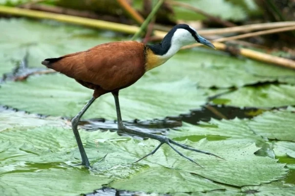 Природная  инженерия