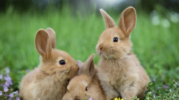 В Дании зоопарк призвал жителей пожертвовать домашних питомцев на корм хищникам