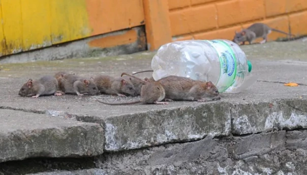 Крысогеддон: Грызуны захватывают города Запада и Востока