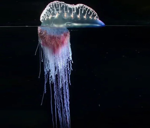 Прогрызая противодроновые тоннели: специальные боевые части и приспособления для FPV-дронов