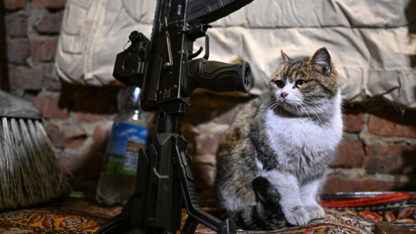 Кот Маркиз помогает российским бойцам замечать приближение дронов ВСУ