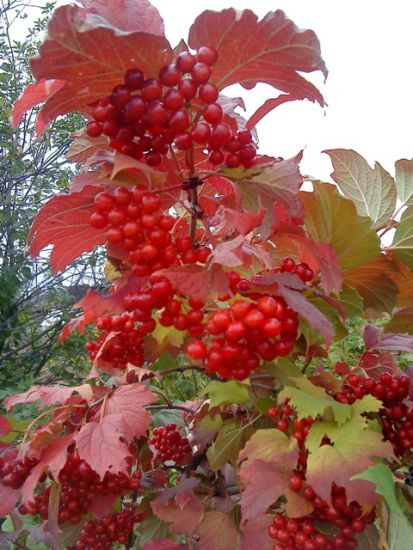Кто с калиной дружен, тому врач не нужен