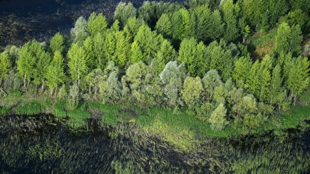 Верховный суд пересмотрит спор о возврате самарских лесов в госсобственность
