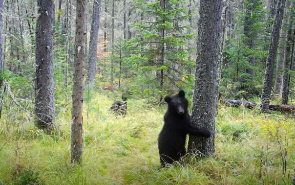 Детский сад рысят и медвежат: ценные кадры из нацпарка &laquo;Красноярские Столбы&raquo;