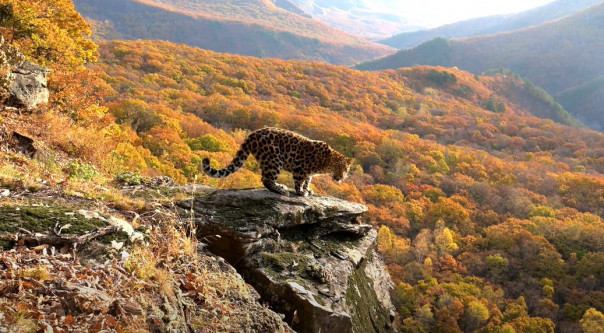 Детский сад рысят и медвежат: ценные кадры из нацпарка &laquo;Красноярские Столбы&raquo;