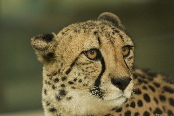 Кабаны атакуют Израиль! Нашествие диких хрюшек в Хайфе!