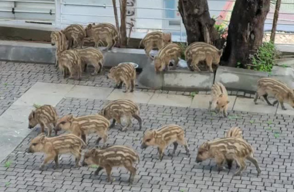 Кабаны атакуют Израиль! Нашествие диких хрюшек в Хайфе!