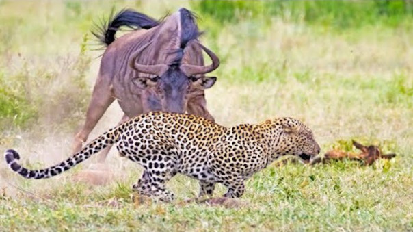 Лиса акробат карабкается по деревьям, чтобы своровать сало