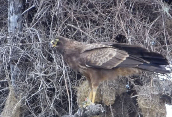 Лиса акробат карабкается по деревьям, чтобы своровать сало