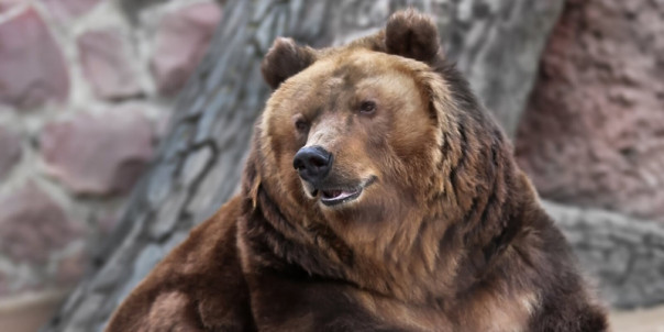 Львица спасает детеныша, которого унесло рекой