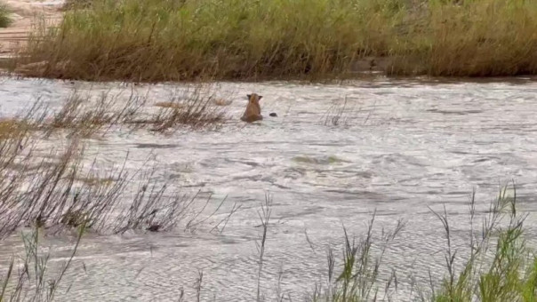 Львица спасает детеныша, которого унесло рекой