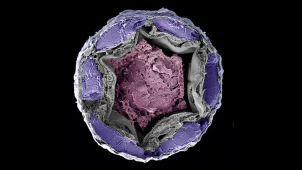Львица спасает детеныша, которого унесло рекой