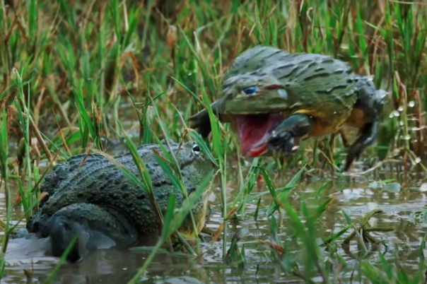 Львица спасает детеныша, которого унесло рекой