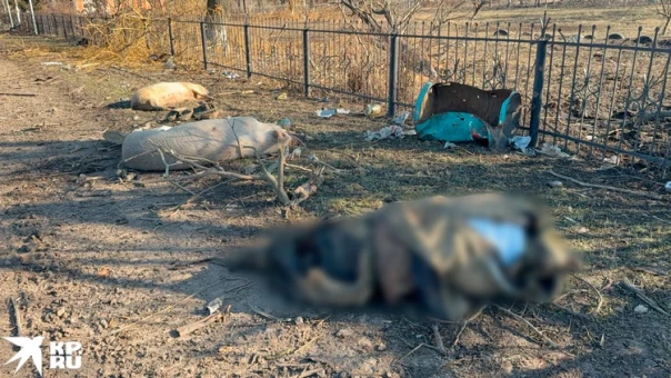 Освобождение Курской области пошло так лихо, что наших штурмовиков приходится притормаживать. Враг-то еще огрызается