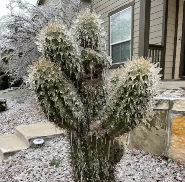 Техас за неделю до холодов просил помощи, ему отказали