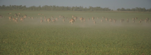 &laquo;Урожай съеден под ноль&raquo;: миллион сайгаков, прискакавших из-за границы, уничтожил посевы на юге России
